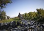 A worker carries a basket of grapes during grape harvest season at a vineyard near Brestovitsa A worker carries a basket of grapes during grape harvest season at a vineyard near Brestovitsa